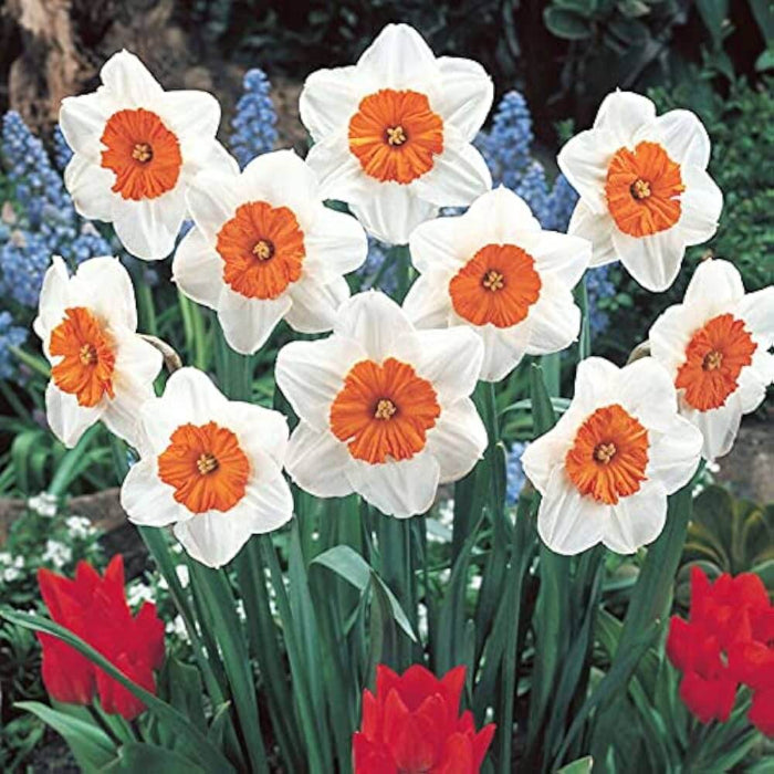 Red White Daffodils Seeds