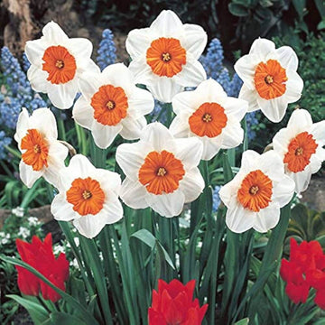 Red White Daffodils Seeds