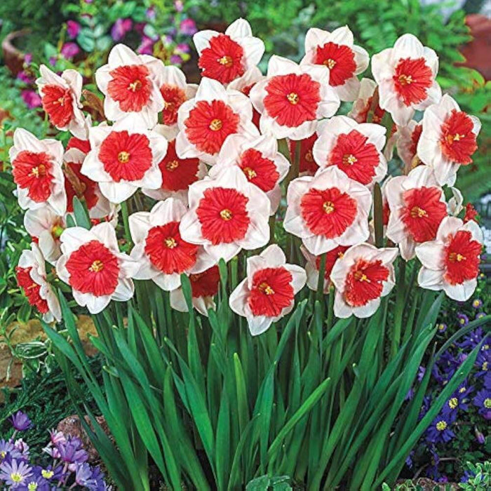 Red White Daffodils Seeds