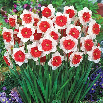 Red White Daffodils Seeds