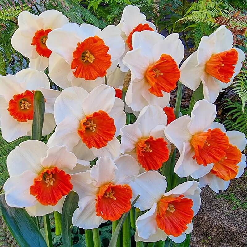 Red White Daffodils Seeds