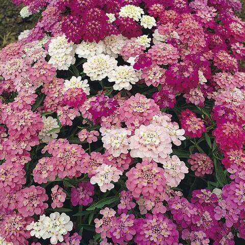 Red & White Mix Candytuft iberis Seeds 