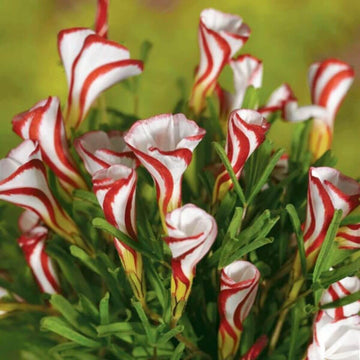Red White Oxalis Versicolor Seeds - Flower Plant