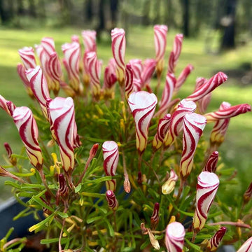 Red White Oxalis Versicolor Seeds - Flower Plant