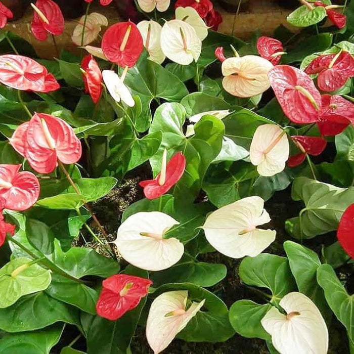 Red White anthurium waroqueanum Seeds