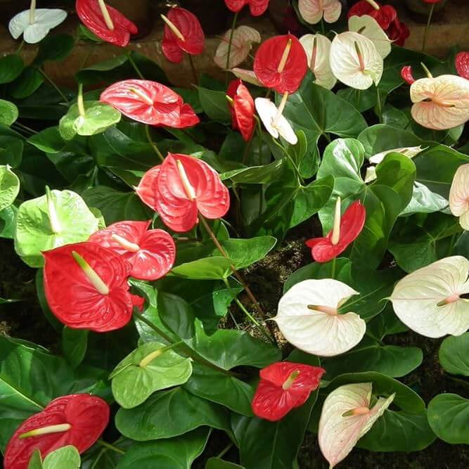 Red White anthurium waroqueanum Seeds