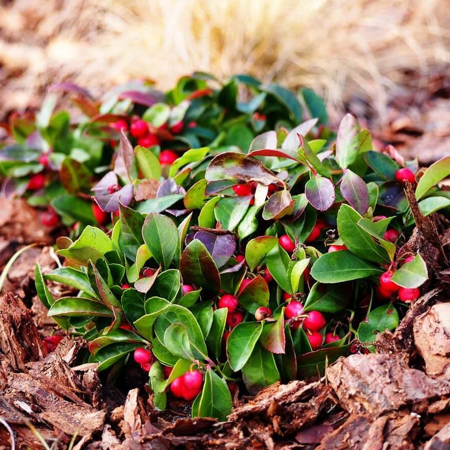Red Wintergreen Seeds - Fruit Plant