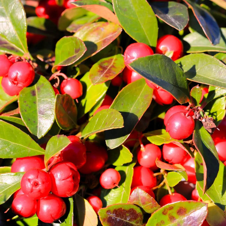 Red Wintergreen Seeds - Fruit Plant