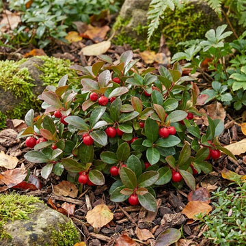 Red Wintergreen Seeds - Fruit Plant