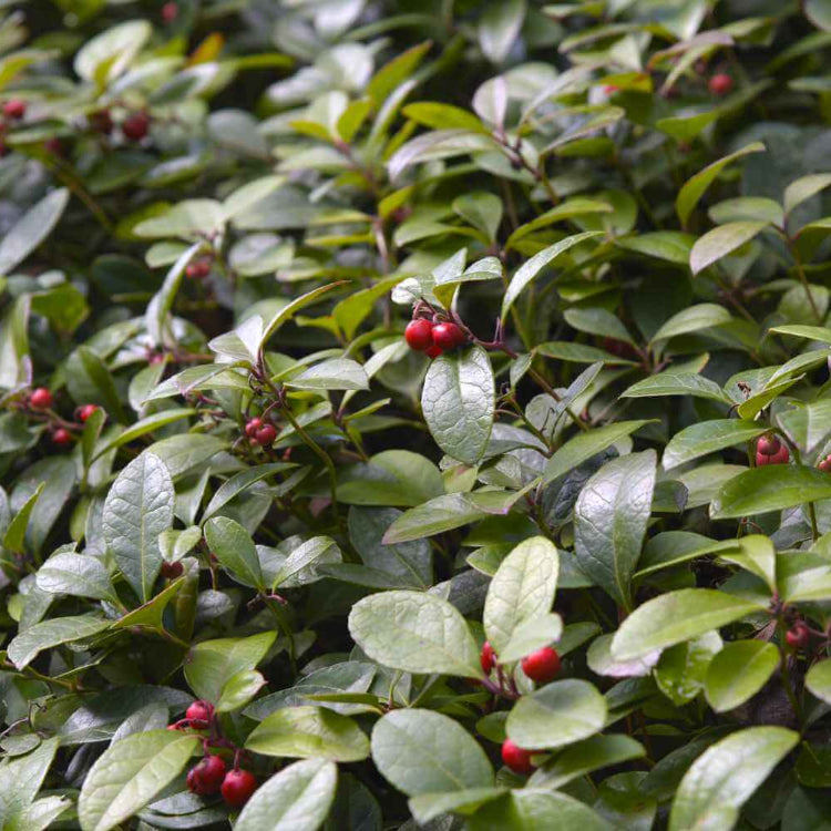 Red Wintergreen Seeds - Fruit Plant