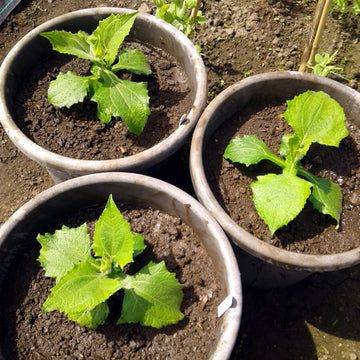 Red Yacon Seeds - Vegetable Plant