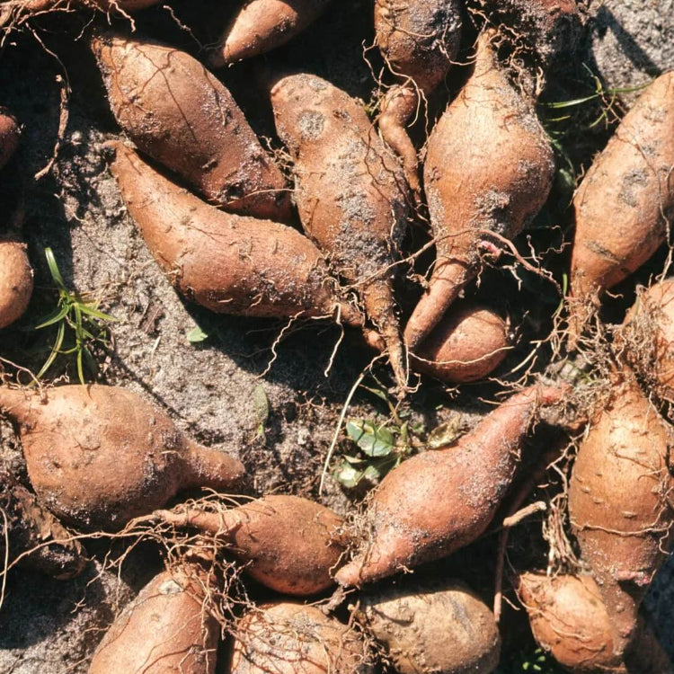 Red Yacon Seeds - Vegetable Plant