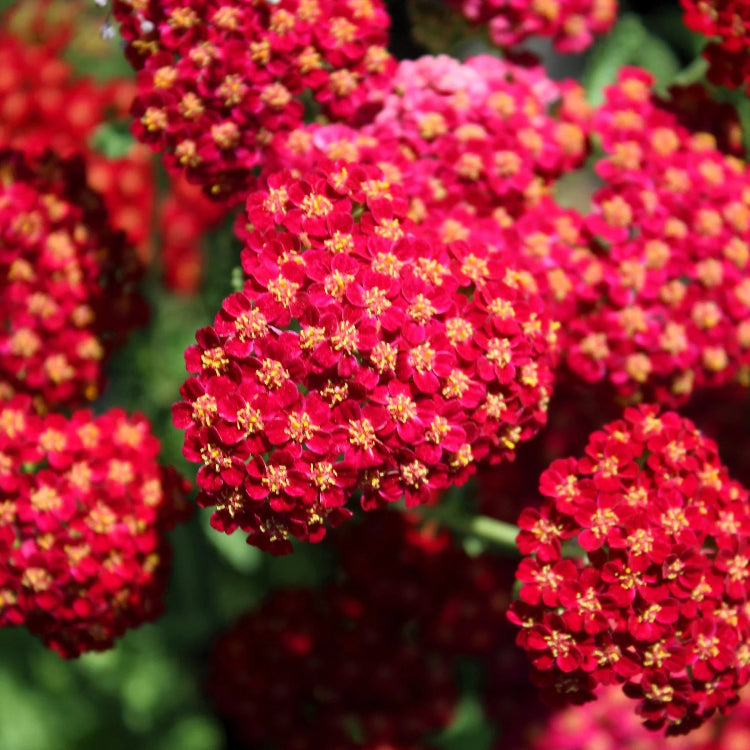 Red Yarrow Seeds