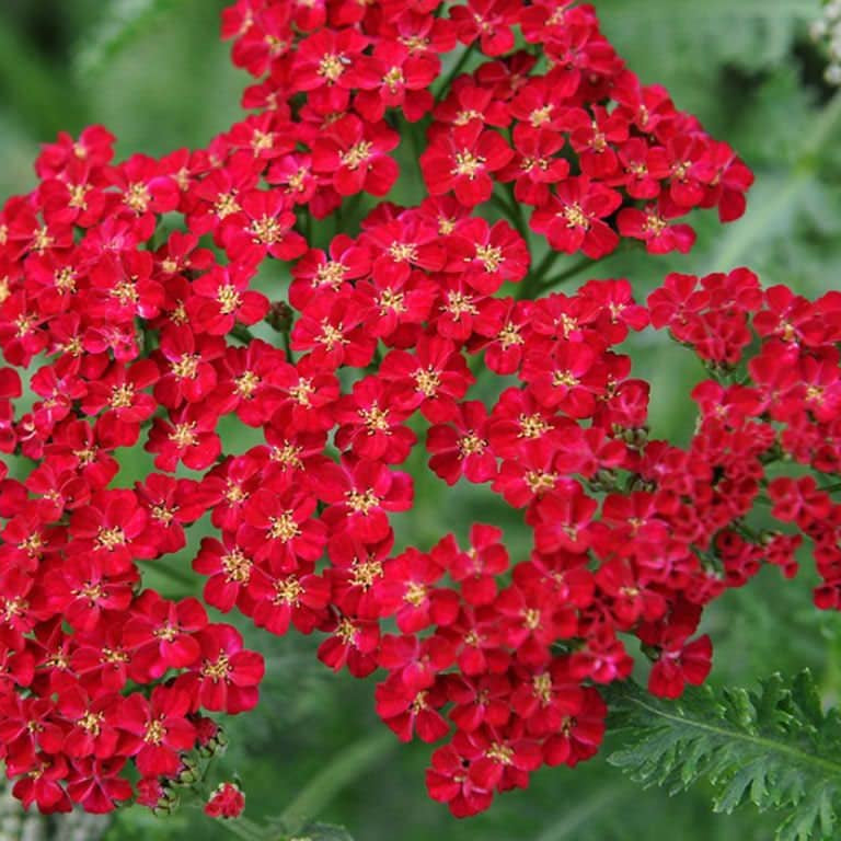 Red Yarrow Seeds