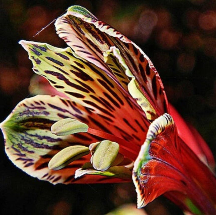 Red Yellow Alstroemeria Psittacina seeds