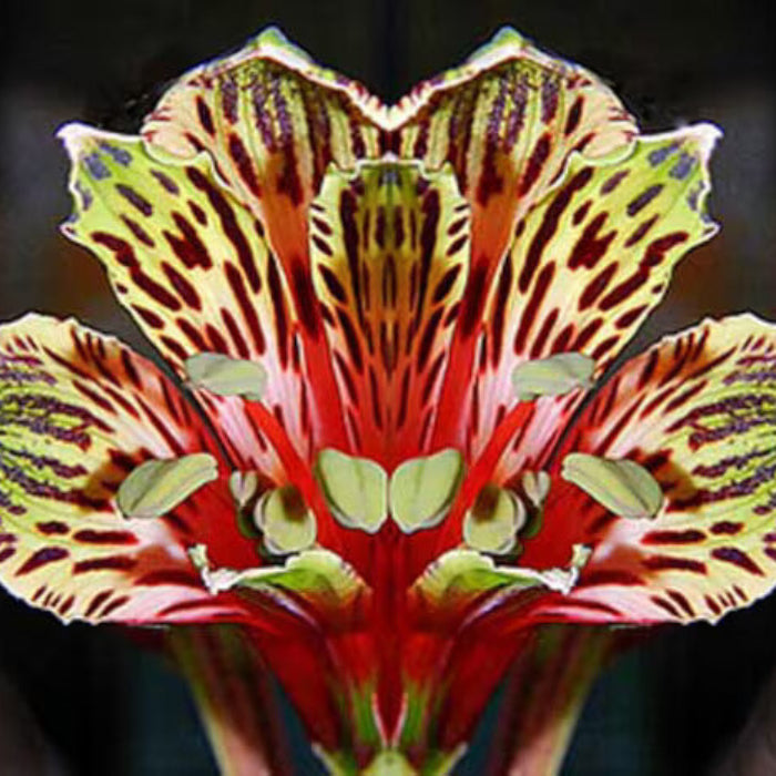 Red Yellow Alstroemeria Psittacina seeds