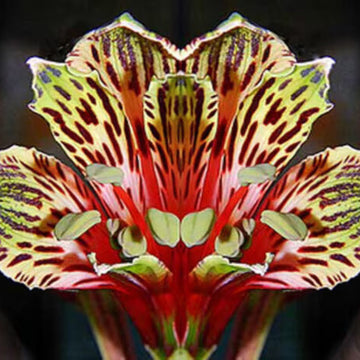 Red Yellow Alstroemeria Psittacina seeds