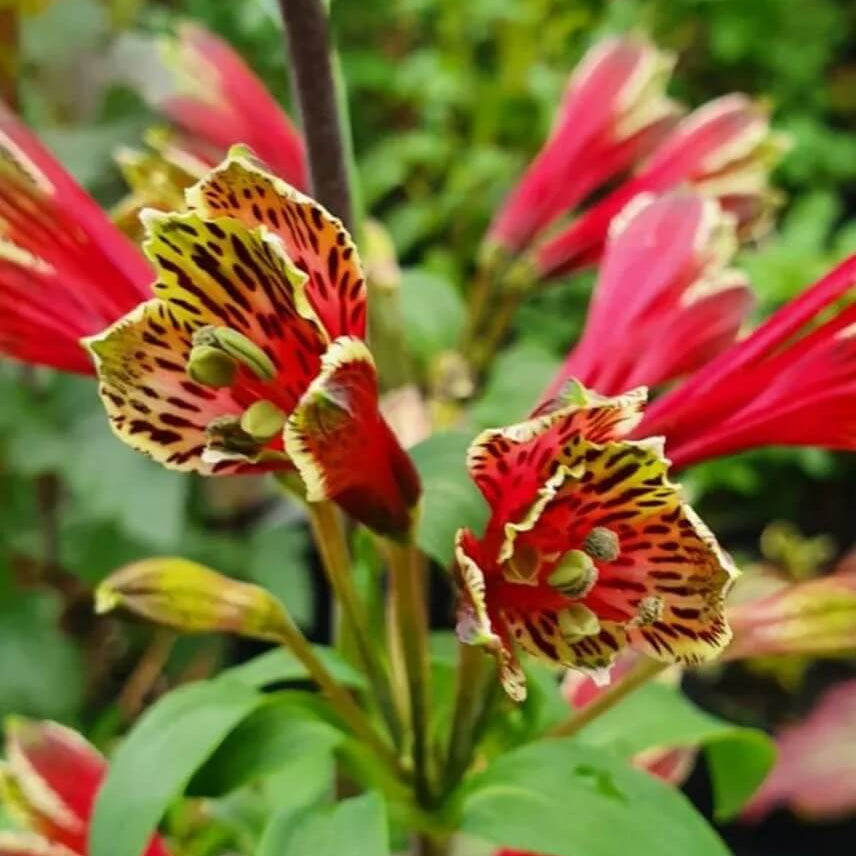Red Yellow Alstroemeria Psittacina seeds
