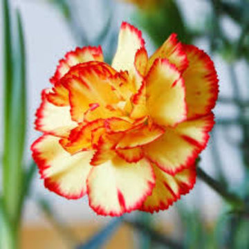 Red Yellow Carnation Seeds