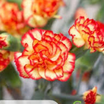 Red Yellow Carnation Seeds