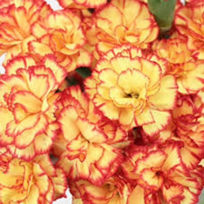 Red Yellow Carnation Seeds