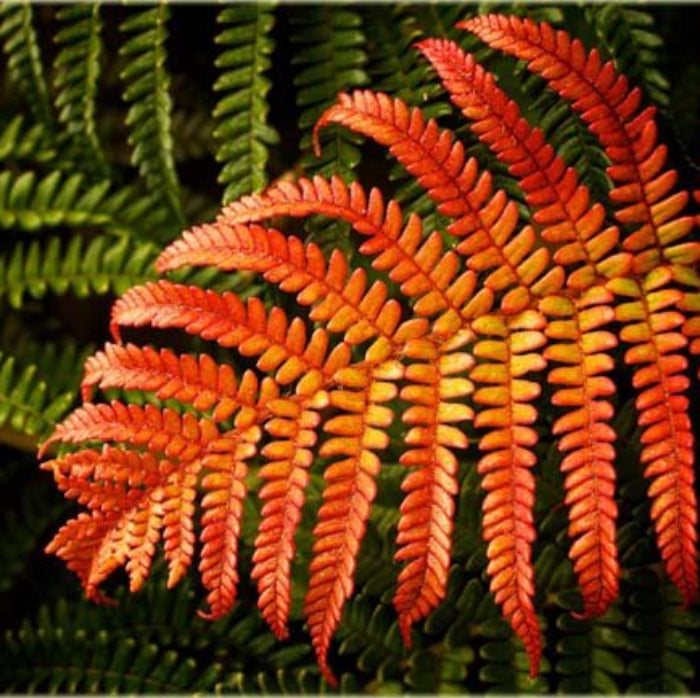 Red Yellow Fern Seeds