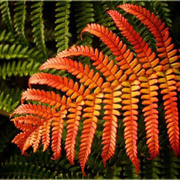 Red Yellow Fern Seeds