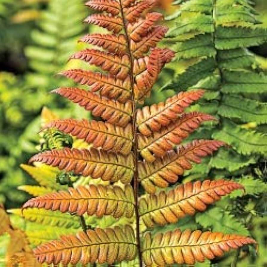 Red Yellow Fern Seeds