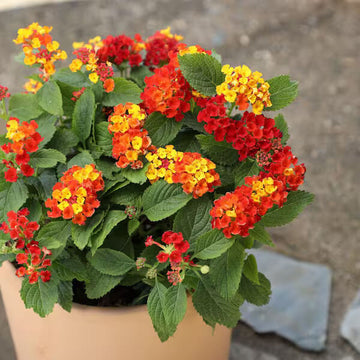Red Yellow Lantana Seeds - Flower Plant