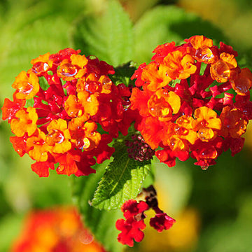 Red Yellow Lantana Seeds - Flower Plant
