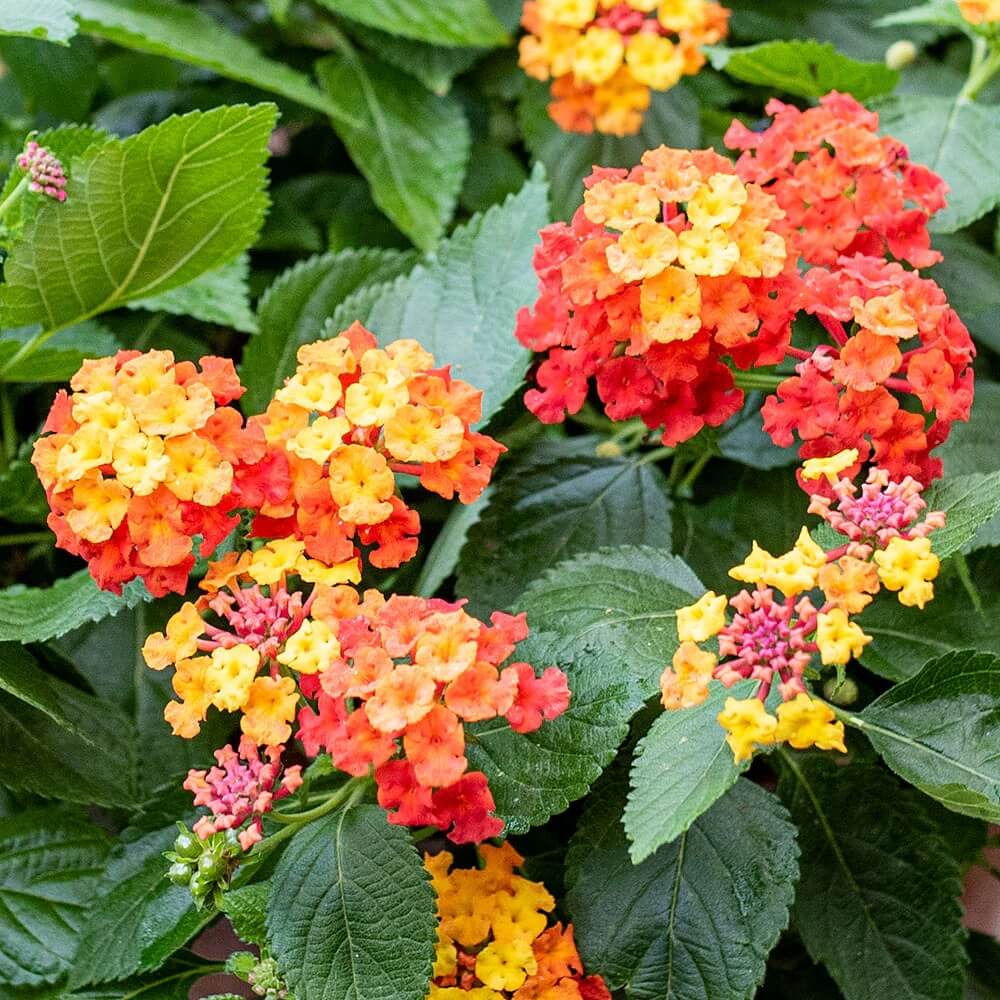 Red Yellow Lantana Seeds - Flower Plant