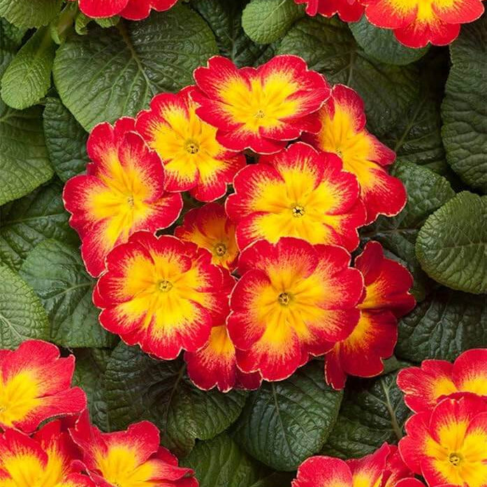 Red Yellow Primula Seeds