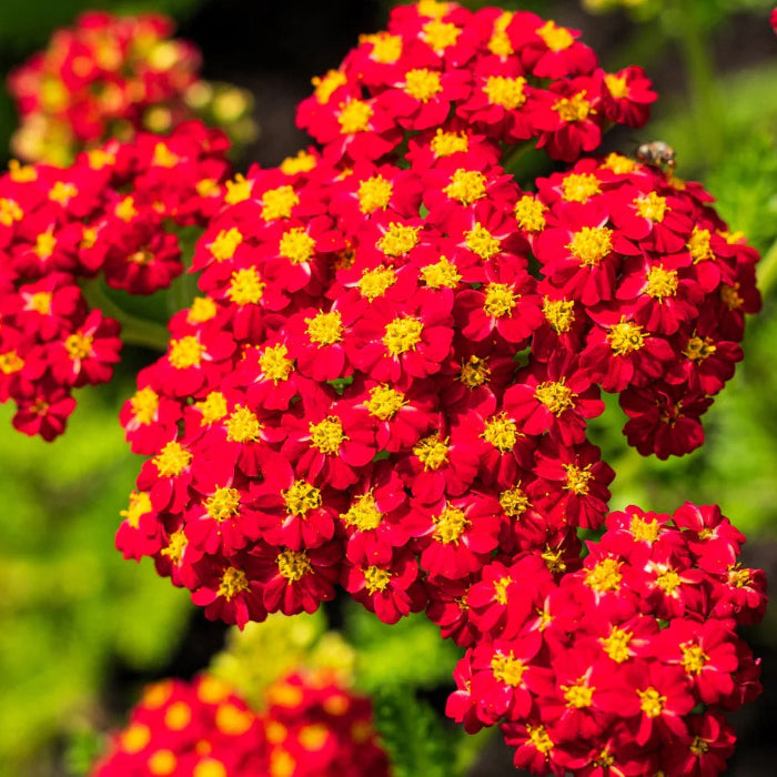 Red & Yellow Yarrow Seeds 
