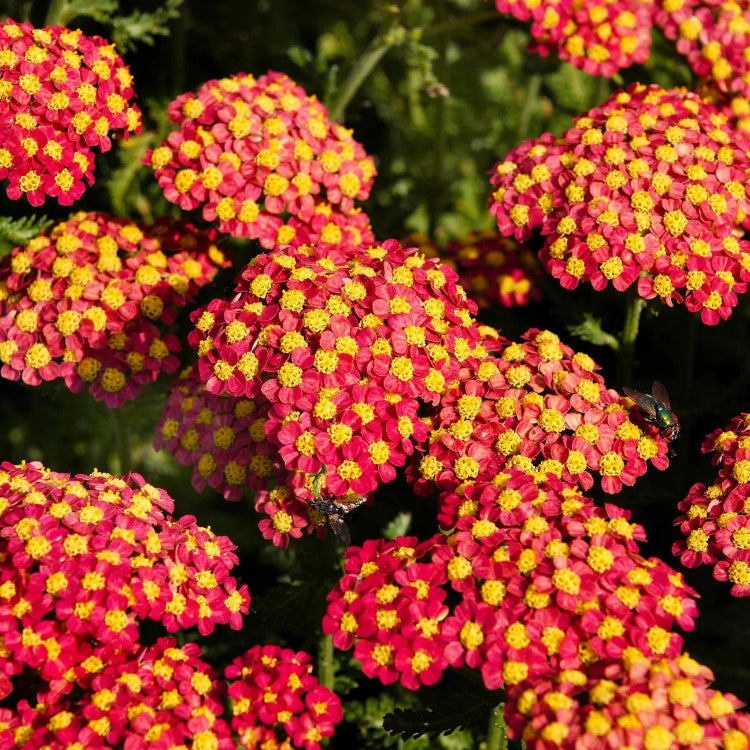 Red & Yellow Yarrow Seeds 