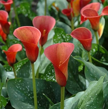 Red Zentedeschia calla lily Seeds
