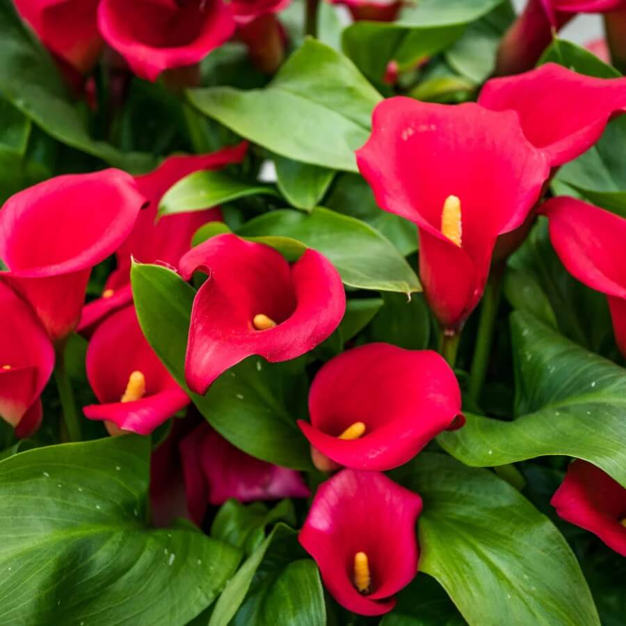 Red Zentedeschia calla lily Seeds