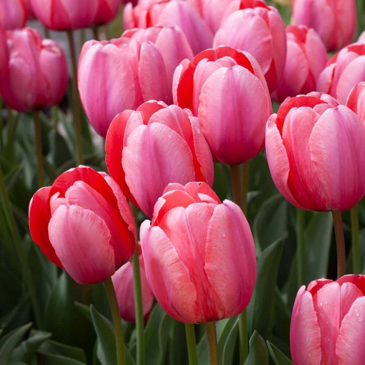 Red and Pink Tulip Seeds