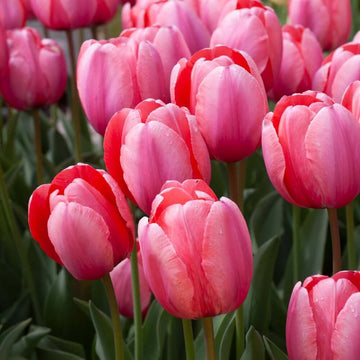 Red and Pink Tulip Seeds
