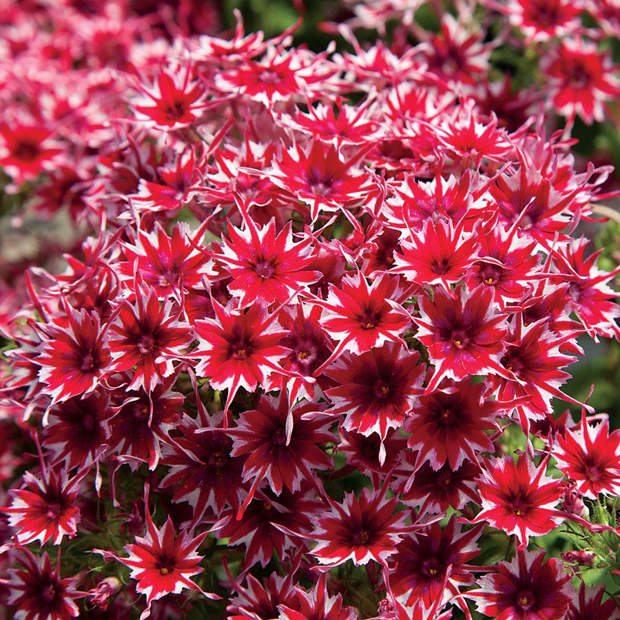 Red and White Cutting Phlox Seeds 