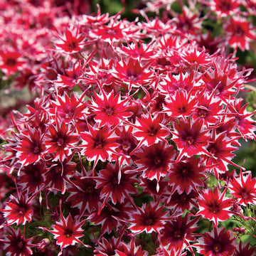 Red and White Cutting Phlox Seeds 
