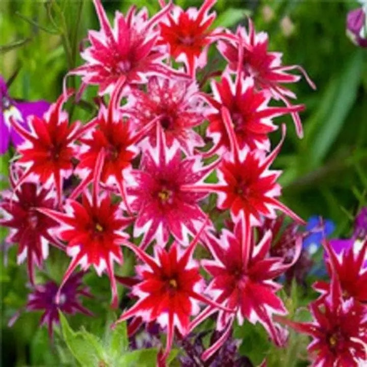 Red and White Cutting Phlox Seeds 