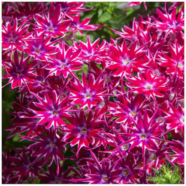 Red and White Cutting Phlox Seeds 