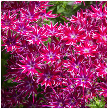 Red and White Cutting Phlox Seeds 