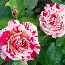 Red and White Love in a Rose Bush Seeds 