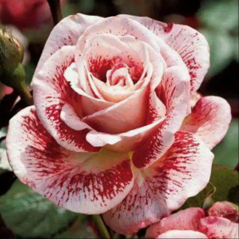 Red and White Love in a Rose Bush Seeds 