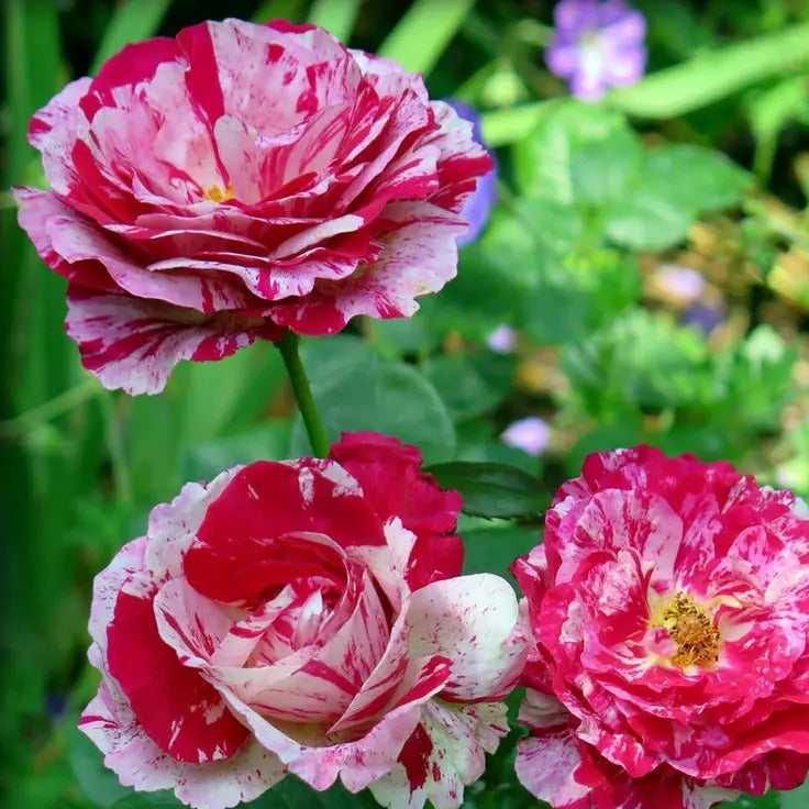 Red and White Love in a Rose Bush Seeds 