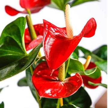Red anthurium Seeds