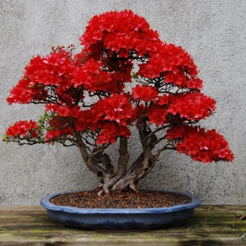 Red simsii Bonsai Azalea Seeds