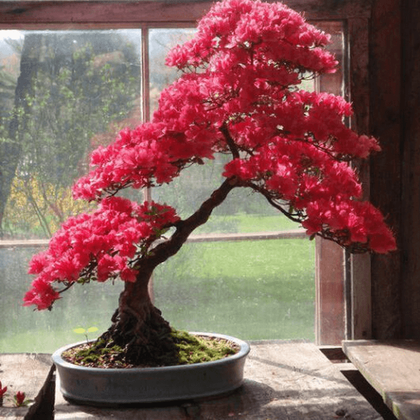 Red simsii Bonsai Azalea Seeds