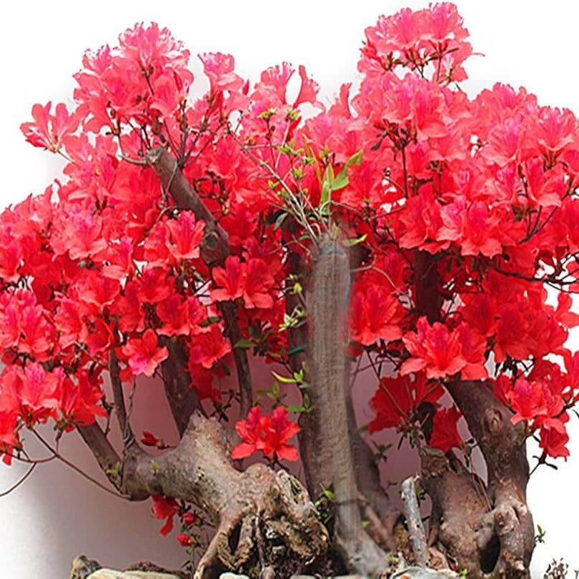 Red simsii Bonsai Azalea Seeds